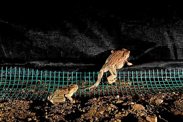 Cane toads