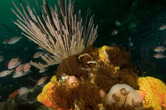 Invertebrate richness in Victoria, Beware Reef Marine Sanctuary.