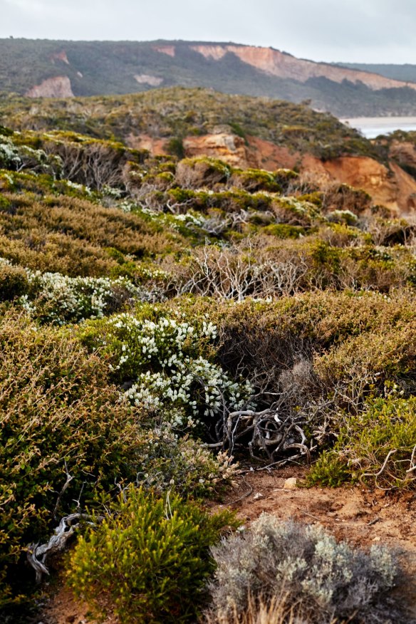 Native vegetation on the cliffs at Point Addis