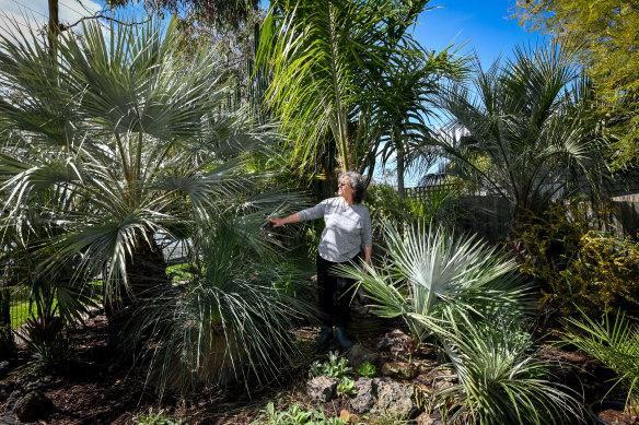 Jo Wilkins has been collecting palms for more than 20 years