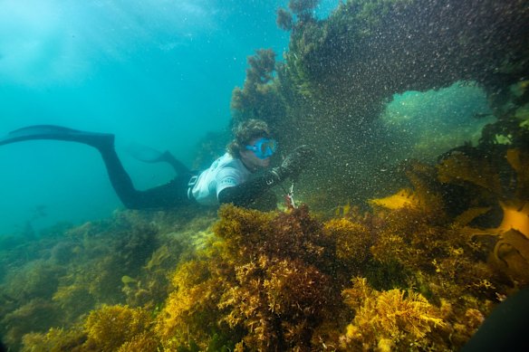 Marine Ranger Jack Dowson takes an audit of marine life and habitat on a reef near  Point Nepean.