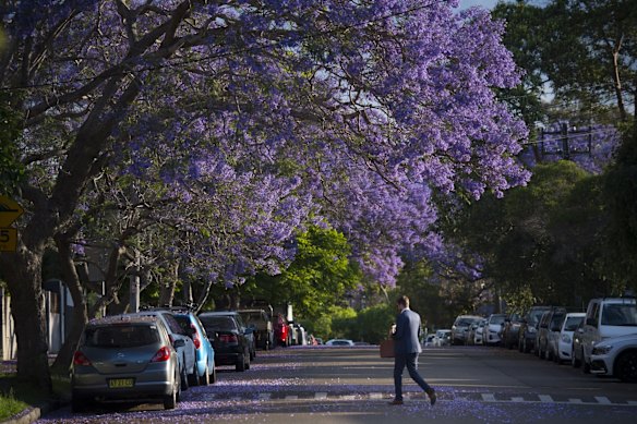 It's a purple haze down Cardigan Street, Stanmore.