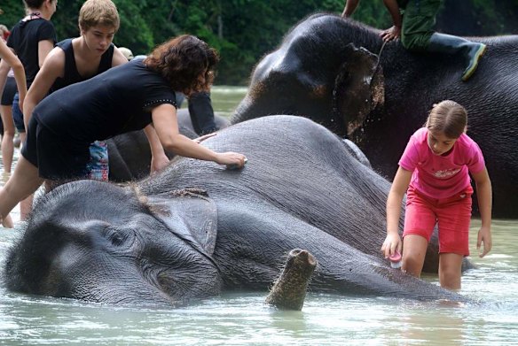 Tourists interact with the elephants in Tangkahan, North Sumatra.