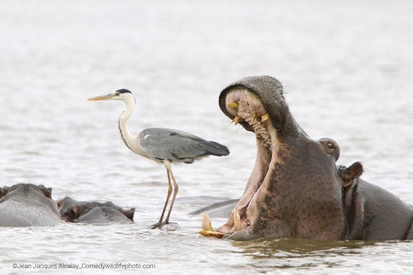 Winner of Air Award: Jean-Jacques Alcalay-Marcon (Montmeyran, France)

Title: Misleading African Viewpoints 2
Description: Hippo yawning next to a heron standing on the back of another hippo
Animal: Hippo
Location of shot: Kruger National Park, South Africa