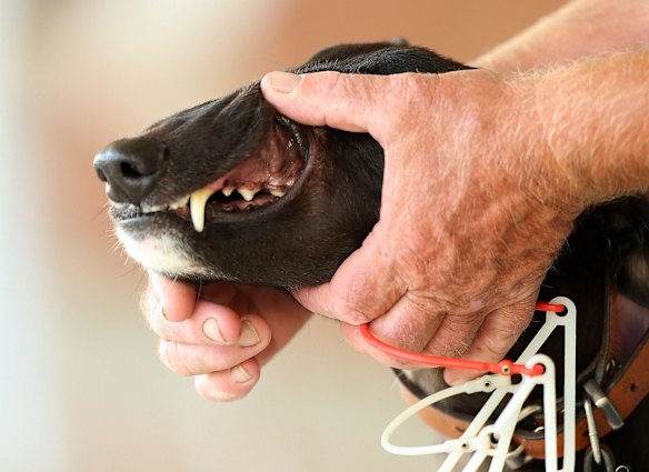 A Greyhound race meeting at Richmond on March 9, 2016 in Sydney, Australia. 