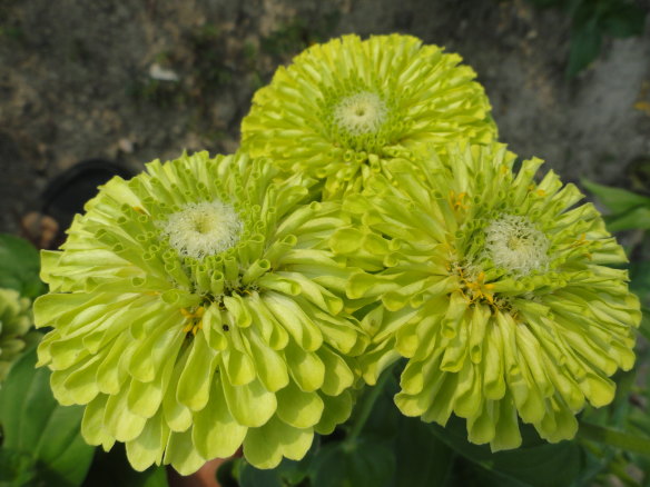 Zinnia ‘Queeny Lime’.