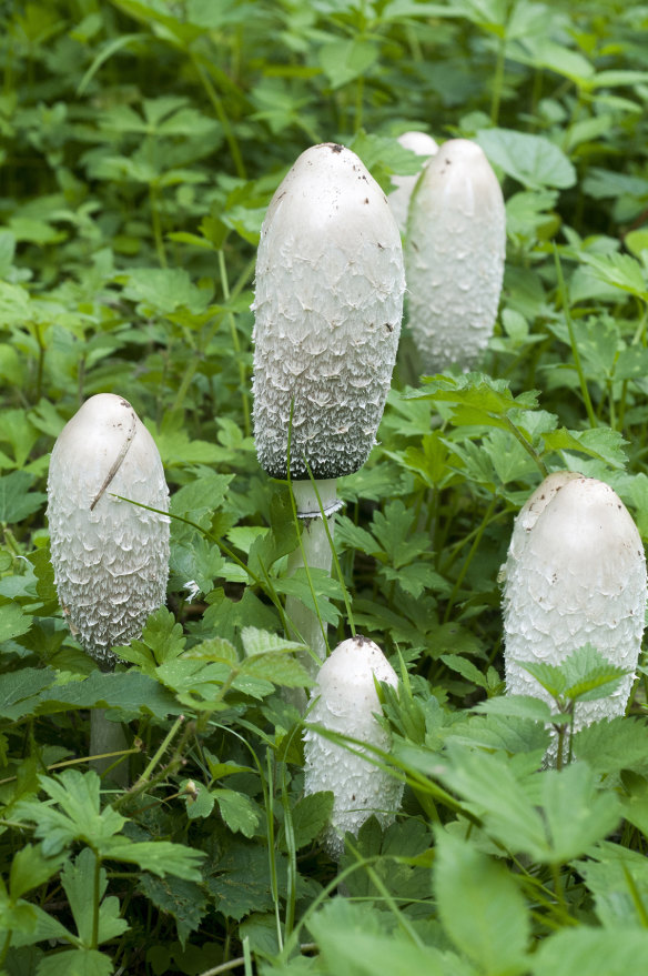 Coprinus comatus (lawyer’s wig) is often overlooked by foragers.