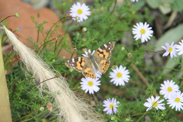 An Australian Painted Lady on a Cut-leaf Daisy (/Brachyscome multifida/) 

