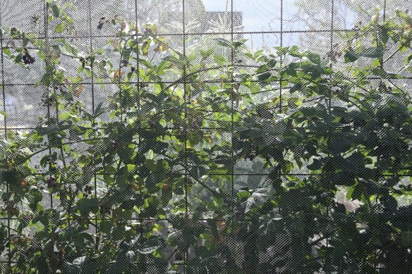 Blackberries are protected by netting in Fisher’s front garden.