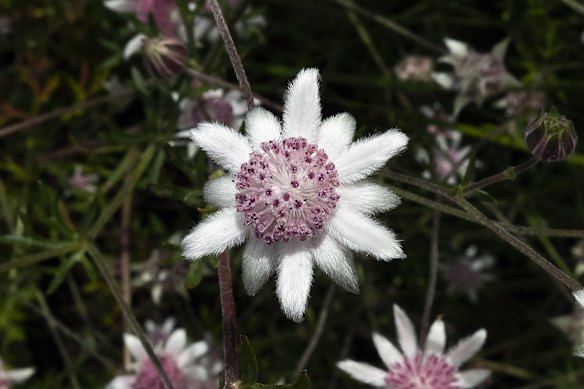 A Pink Flannel Flower (Actinotus forsythii) near the Golden Stairs lookout in the Blue Mountains National Park in Katoomba.