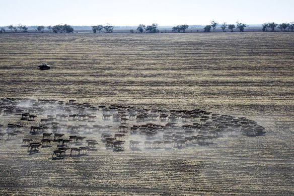 Mustering of sheep in a paddock of a failed wheat crop at Rebecca and Dan Reardon's property near Moree.