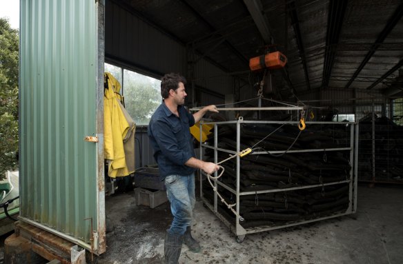 Oyster farmer, Ewan McAsh, with a trolley of 18-month-old Sydney rock oysters.