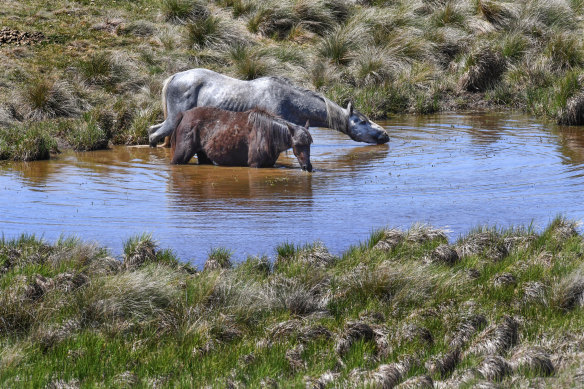 Brumbies near Kiandra off the Snowy Mountain highway, Kosciuszko National Park. 