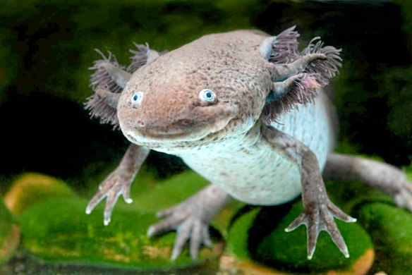 Axolotl
