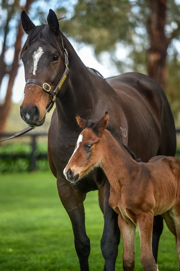 The six day old colt with mother Peninsular Miss.