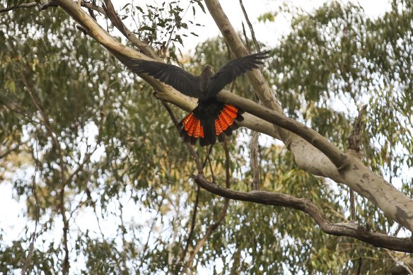 A red-tailed black cockatoo displays its plumage as it wings its way through a region near Dalmeny that is slated to become a housing development. 
