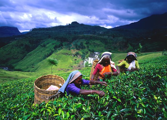 10. HILL COUNTRY, SRI LANKA. Hover above south-central Sri Lanka and all you'll see is green. The cool highlands have been blanketed by tea plantations since the late 19th century - with just splashes of rainbow-sari-clad pickers disrupting the color scheme. 