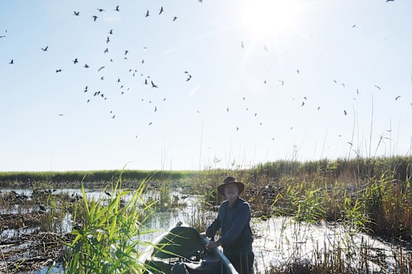 Professor Richard Kingsford wades into an Ibis colony in the Macquarie Marshes.