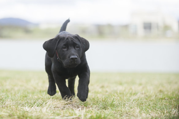 There are many things to navigate in multi-generational households – such as whether pets are allowed. 