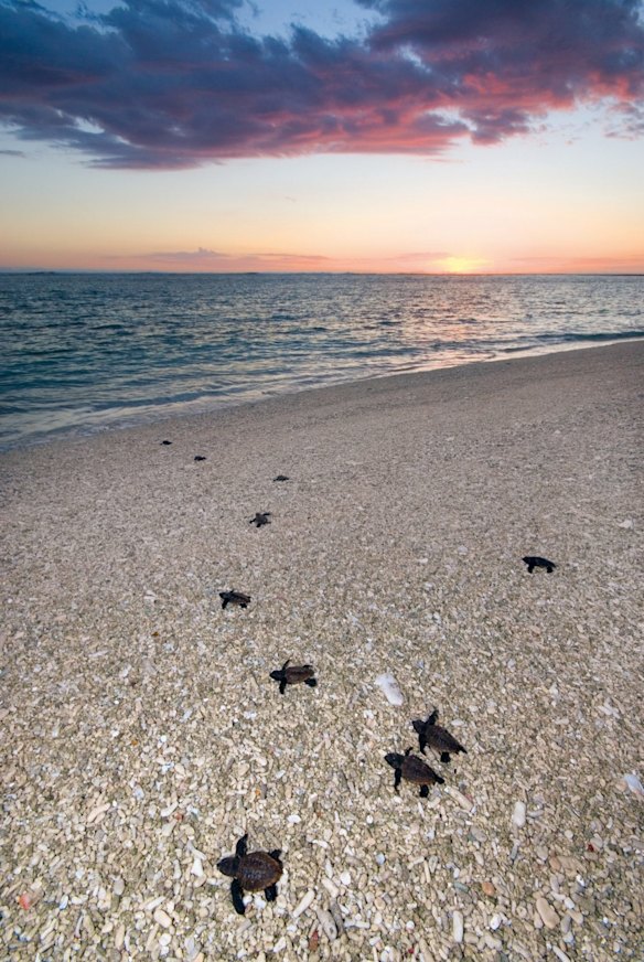 Lady Elliot Island, sometimes known as 'Manta Heaven', at the southernmost point of the Great Barrier Reef.