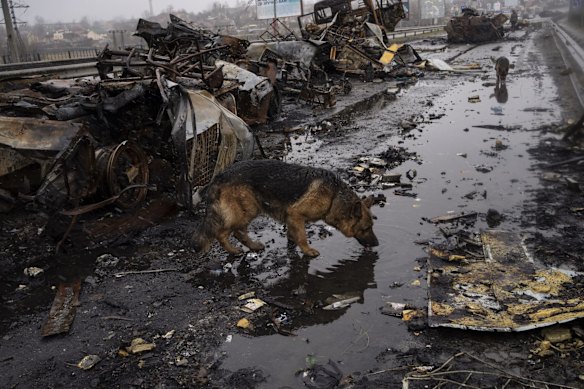 A dog drinks water next to destroyed Russian vehicles in Bucha.