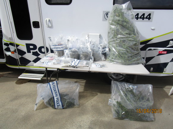 Some of the cannabis seized by police in a number of searches across Canberra last week.