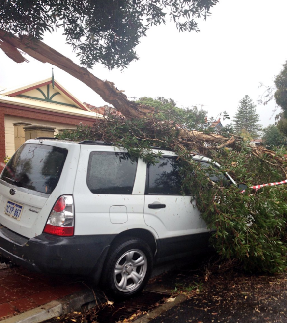 Subaru damaged by a tree in Mount Hawthorn 