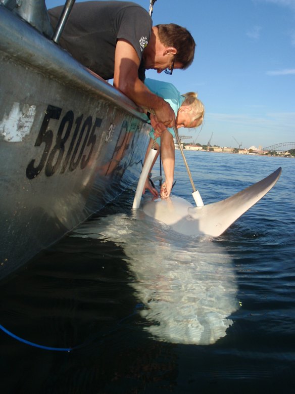 A bull shark tagged in Sydney Harbor by the NSW Department of Primary Industries.