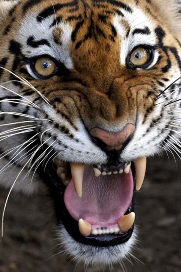 Tiger cubs born in Cali