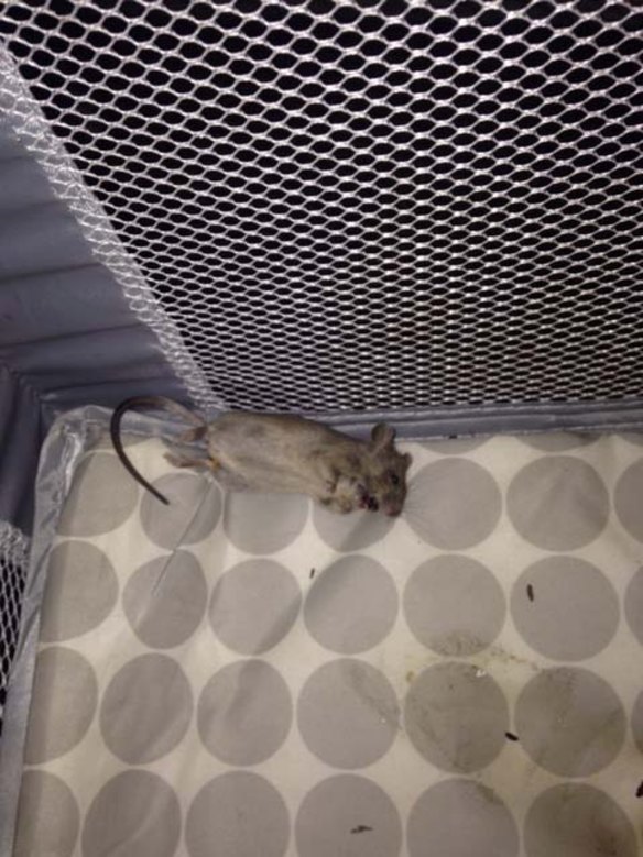 A dead mouse and droppings, found in the portable cot.