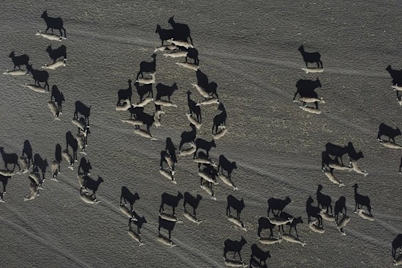Mustering sheep at Rebecca and Dan Reardon's property near Moree.