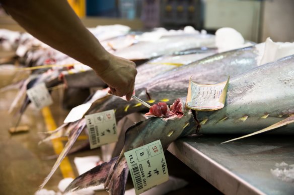 A buyer checks the colour of the tuna flesh during the seafood auction at the Sydney Fish Market.