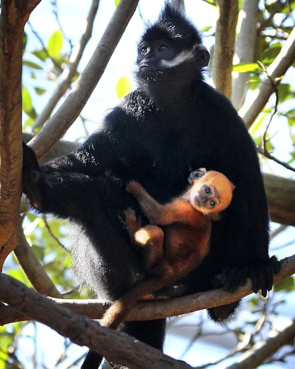 Taronga shows off orange baby monkey
