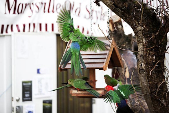 Colourful birds return to Marysville.