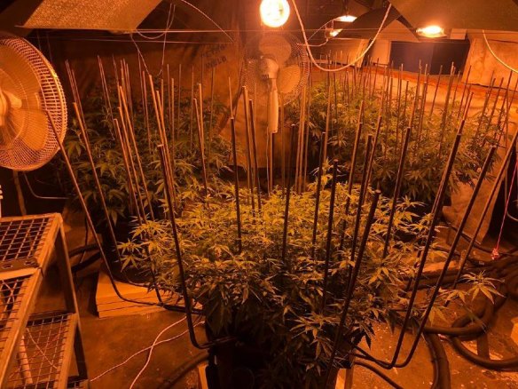 Police have raided an Australind home where they found 28 cannabis plants.