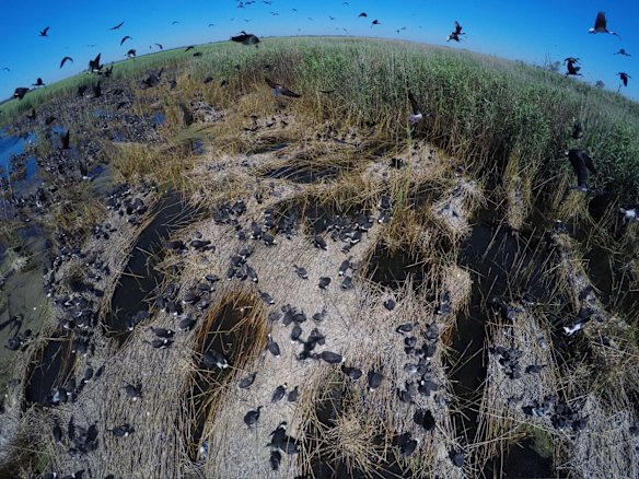 An Ibis colony with thousands of infant birds in the Macquarie Marshes.