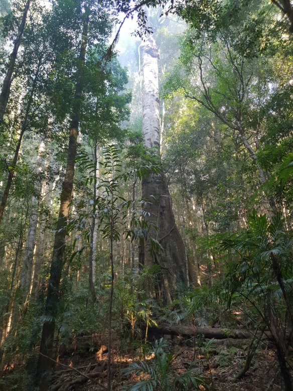 A soaring yellow Carabeen tree, perhaps a 1000 years old, reaching into a cloud of bushfire smoke near Mt Hyland.