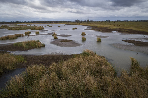The important Macquarie Marshes wetlands in north-western NSW have begun filling after the worst drought on record broke last year.