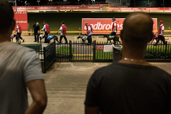 Wednesday night race meeting at Wentworth Park Greyhounds on March 9, 2016, in Sydney, Australia. 