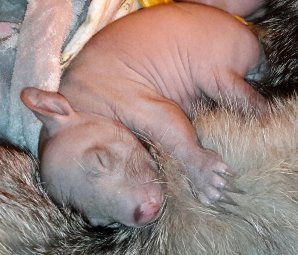 A wombat joey, found on the side of the road, is being nursed back to health by ACT Wildlife volunteers.
