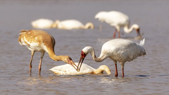 A baby white crane picks up a piece of lotus root from its mother at Wuxing Farm.