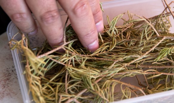 Leaves from plants that make various bush balms.