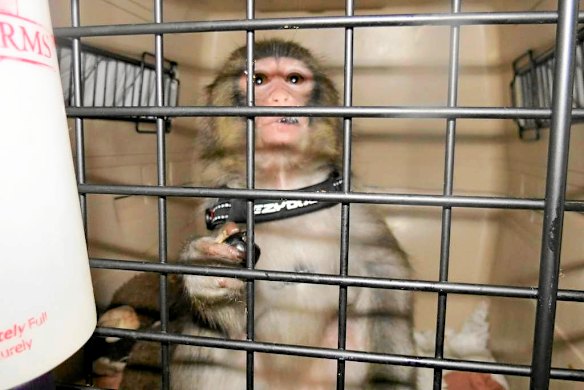 Monkey goes shopping at Ikea