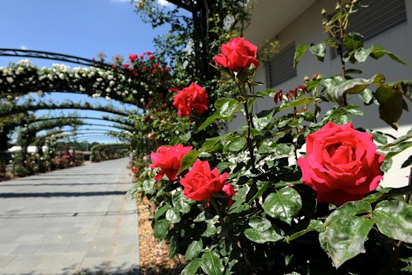 Flemington's famous roses