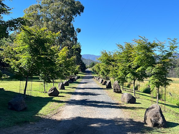 An avenue of maples in Jamieson, Victoria, opened in 2022 to commemorate the local men and women who sacrificed their lives in World War I.