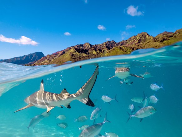 Moorea, French Polynesia