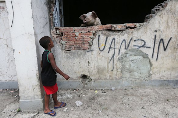 A young resident looks at pig being raised in a set of occupied buildings in Rio's Mangueira favela jsut a kilometre away from Maracana stadium that received hundreds of millions of dollars in renovations.