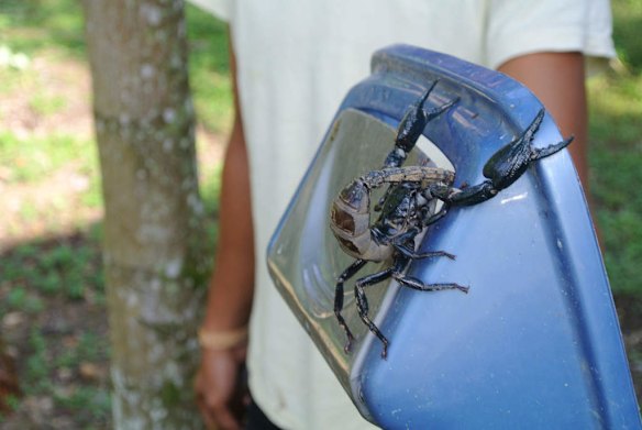 An unexpected visitor in Bachelard's shower, Tangkahan, North Sumatra.