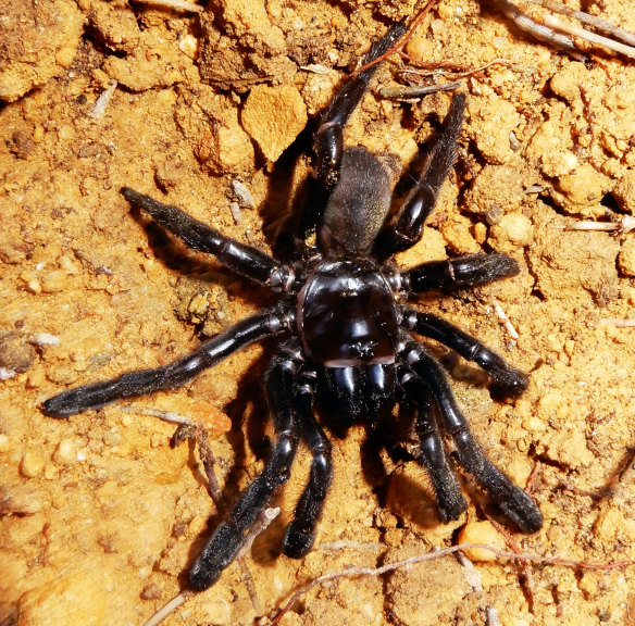 The world's oldest spider has died.