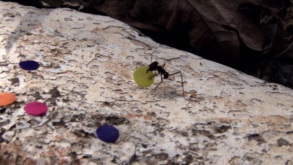 Quarta-Feira de Cinzas by Rivane Neuenschwander and Cao Guimarães (2006). 